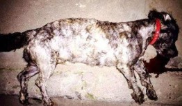 西安狗狗爆料事件最新情况,最新进展与各方回应梳理