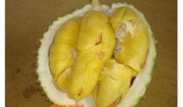 榴莲催熟爆料方法视频大全,视频大全教你轻松掌握催熟技巧